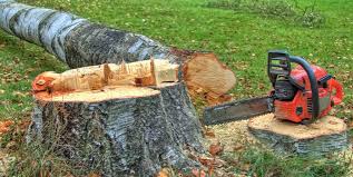 Best Tree Trimming and Pruning  in Golf Manor, OH