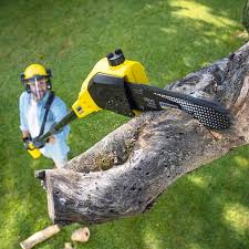 Best Fruit Tree Pruning  in Golf Manor, OH
