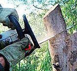 Best Emergency Tree Removal  in Golf Manor, OH