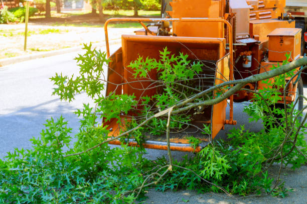 Best Commercial Tree Services  in Golf Manor, OH
