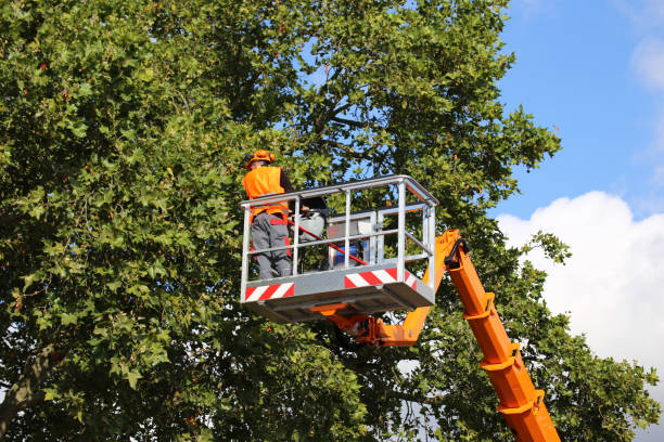 How Our Tree Care Process Works  in  Golf Manor, OH