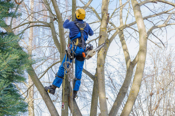 Best Fruit Tree Pruning  in Golf Manor, OH
