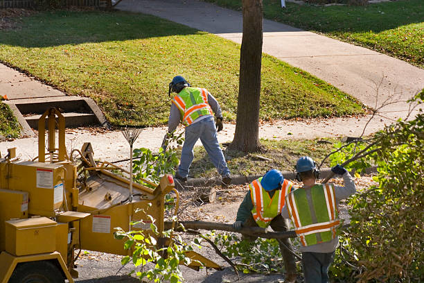 Best Emergency Tree Removal  in Golf Manor, OH