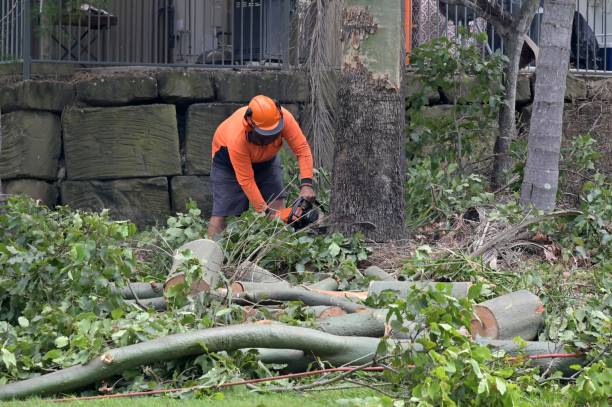 Best Tree Maintenance Programs  in Golf Manor, OH