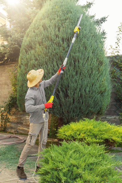 Golf Manor, OH Tree Services Company