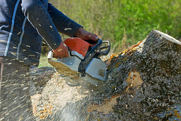 Best Tree Preservation Services  in Golf Manor, OH